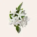 Jasmine