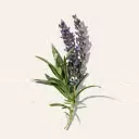 Lavanda